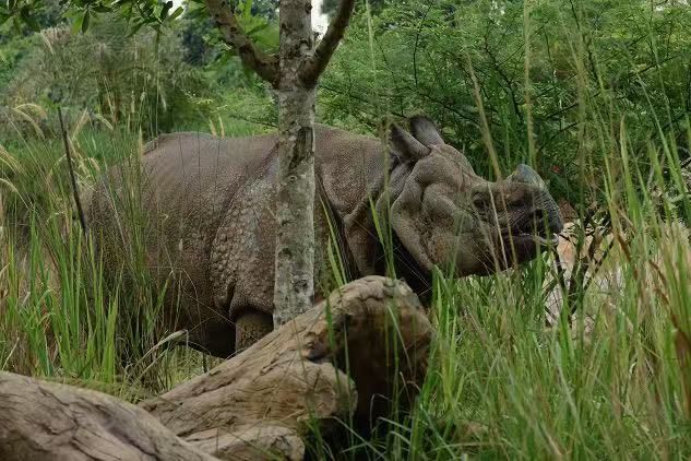 印度犀牛 身長(zhǎng)3.7米，尾巴0.7米，肩高1.75米, 角0.3米